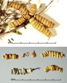   Fruits:nbsp;  Strombocarpa strombulifera ; Photo by J. Scher, Federal Noxious Weed Disseminules of the US
